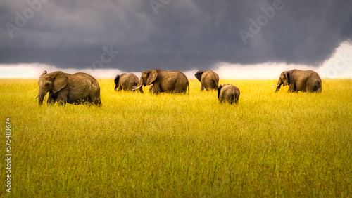 Photography Elephant Herd, Masai Mara, Kenya, Africa