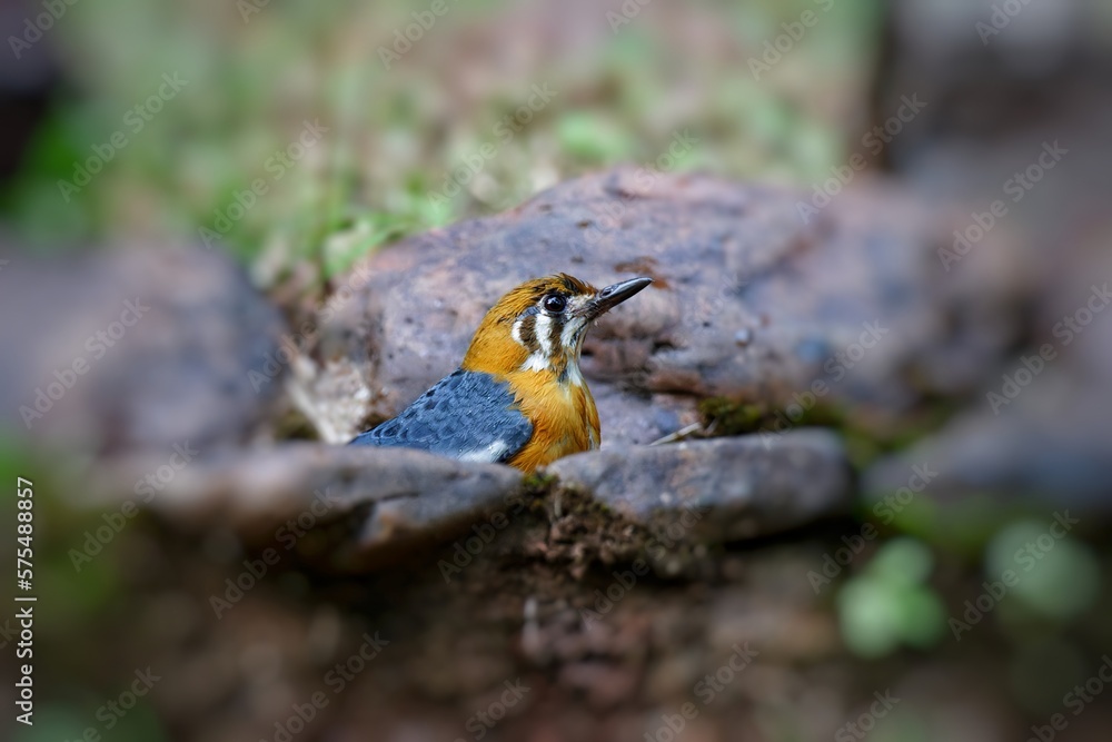 Orange-Headed Thrush perching in a bird bath Orange-Headed Thrush perching in a bird bath