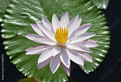 A white lotus flower on the water.