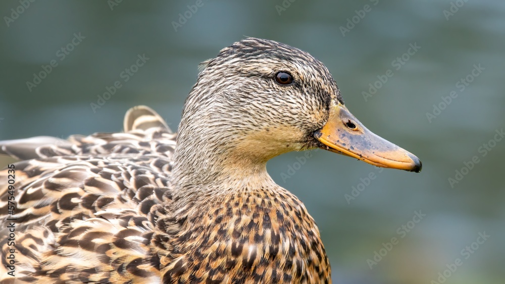 Portrait of a female mallard duck (Anas platyrhynchos) on the shore and looking at the camera Portrait of a female mallard duck (Anas platyrhynchos) on the shore and looking at the camera