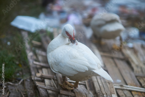 A white duck is standing on the bamboo woven and touching its beak with its feathers. Pure white small duck with red spot around eyes and pink bake standing on bamboo woven on warm sunny winter day.