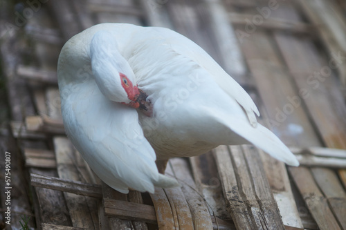 A white duck is standing on the bamboo woven and touching its beak with its feathers. Pure white small duck with red spot around eyes and pink bake standing on bamboo woven on warm sunny winter day.