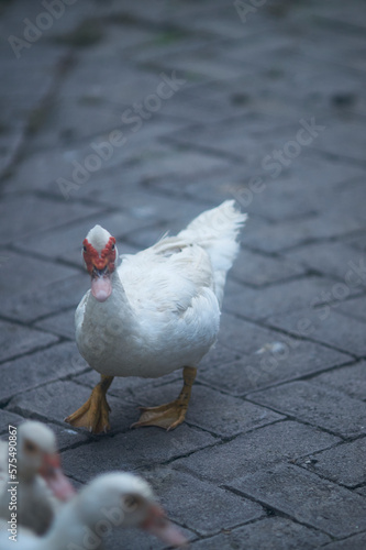 Close up of white duck walks on paving slabs. Pure white small duck with red spot around eyes walking calmly on paved street on warm sunny winter day. Selective focus.