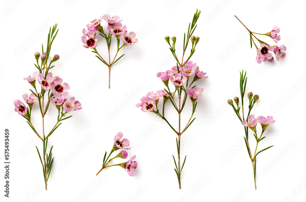 collection of beautiful pink wax flower twigs in different positions, isolated floral design element, top view / flat lay