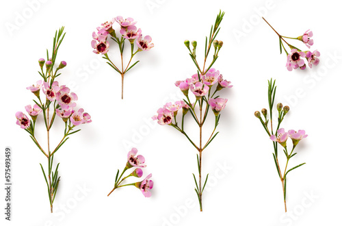 Wallpaper Mural collection of beautiful pink wax flower twigs in different positions, isolated f
