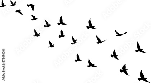 Black vector flying birds flock silhouettes isolated on white background. symbol tattoo design graphic. © SeemaLotion