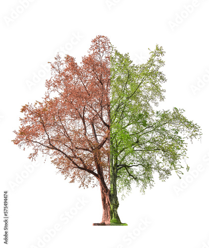 Double concept,dead tree on one side and living tree on different side,isolated on white background  with clipping path. photo