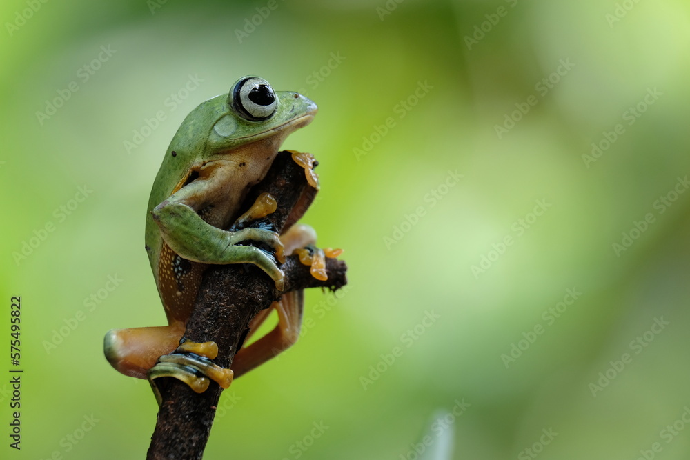 Naklejka premium green frog