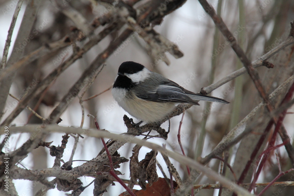 black capped chickadee black capped chickadee