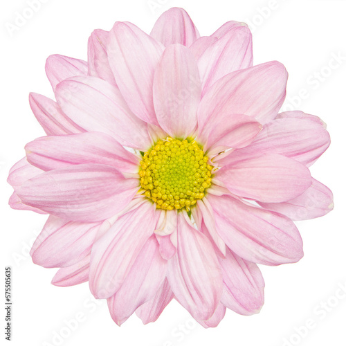 Top view of Pink Chrysanthemum flower isolated on white background.
