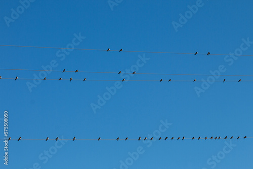 Pássaros no fio - wire birds © MarceloAlves