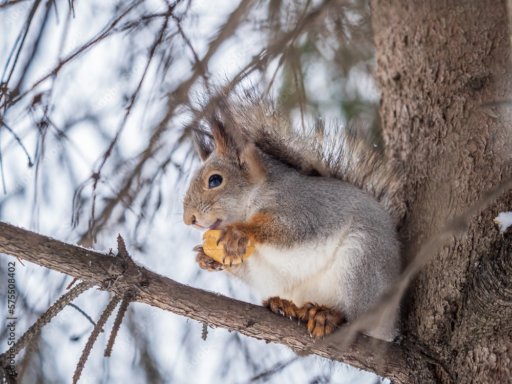 The squirrel with nut sits on tree in the winter or late autumn The squirrel with nut sits on tree in the winter or late autumn