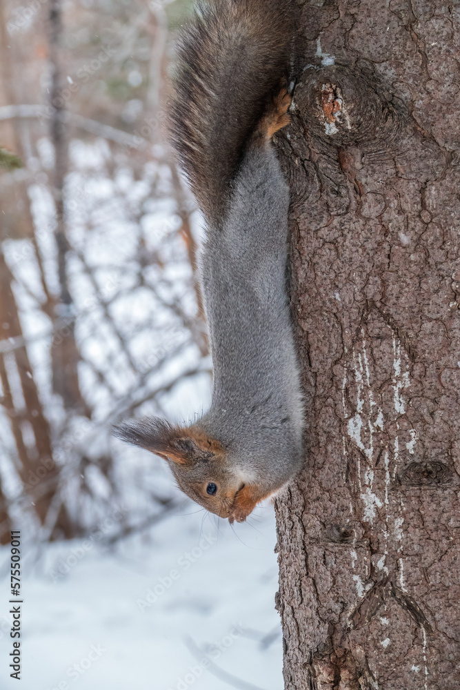 Fototapeta premium A squirrel sits upside down on a tree in winter and eats a nut
