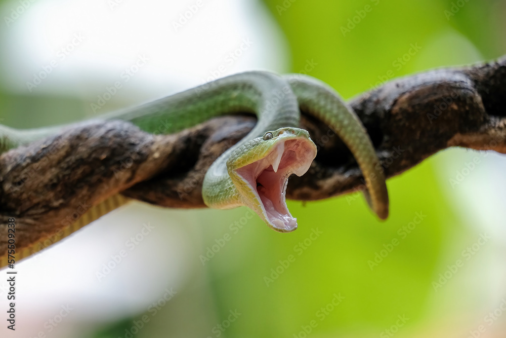 Obraz premium green snake on the tree