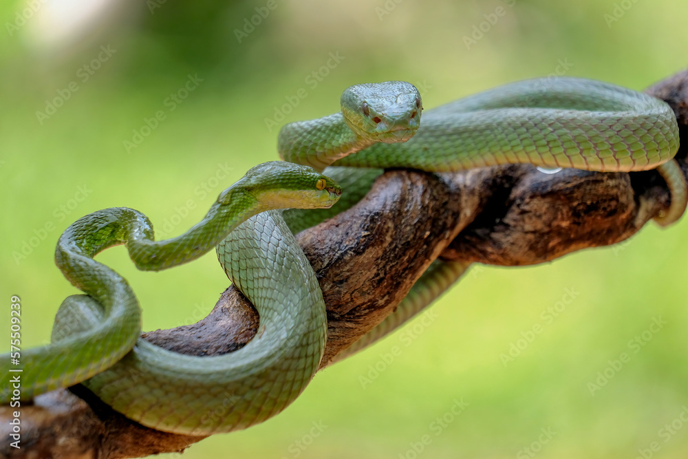 Obraz premium green snake on a tree