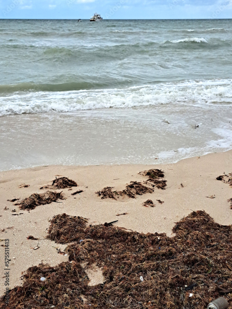 Obraz premium Sargassum on the shore of the beach, a type of seaweed in the Caribbean, a serious environmental problem in Mexico, a kind of algae epidemic out of control that kills turtles and fish