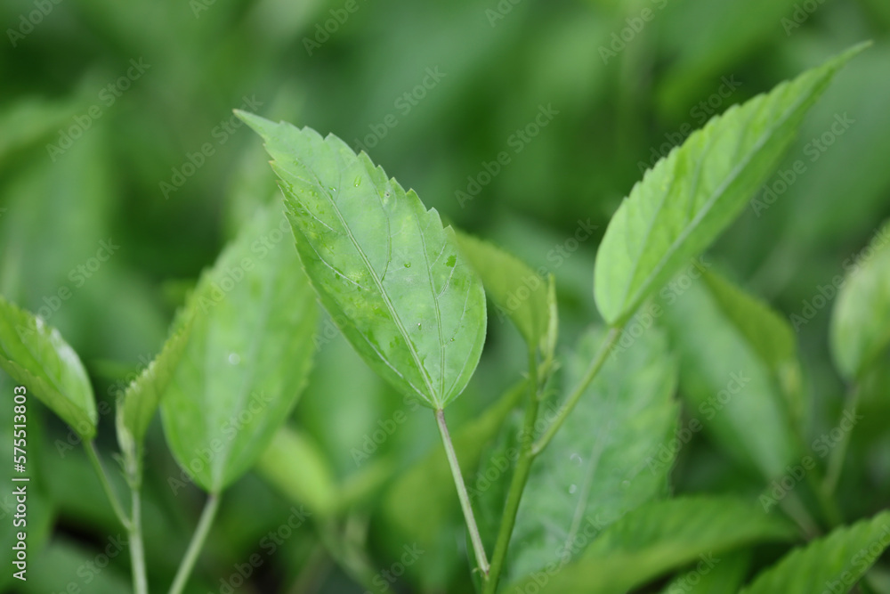 a leaf image, the nature concept photo a leaf image, the nature concept photo