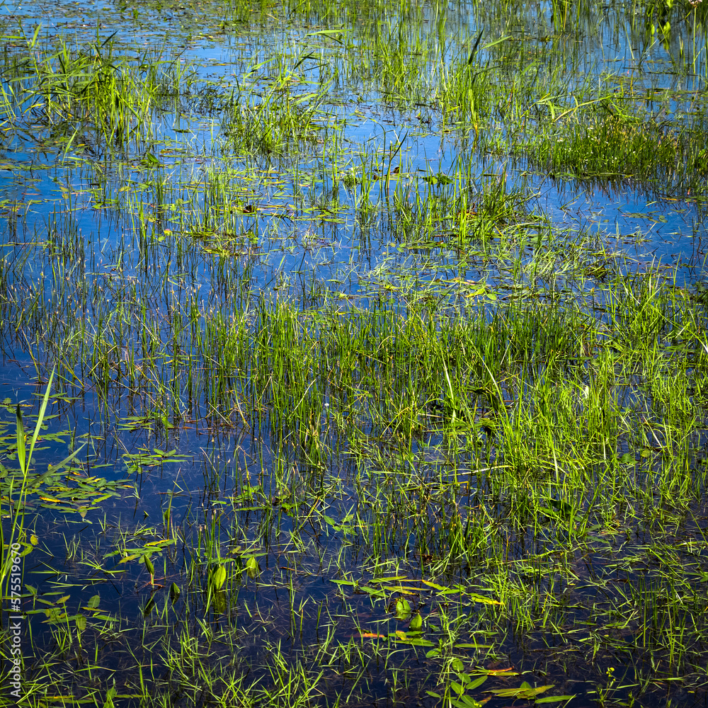 Spring flooding of the coast of the countryside. Spring flooding of the coast of the countryside.