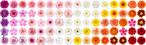 Big collection set of various colorful Flowers  isolated on White Background.studio shot perfectly retouched, head shot full depth of field on the photo. Top view. Flat lay .
