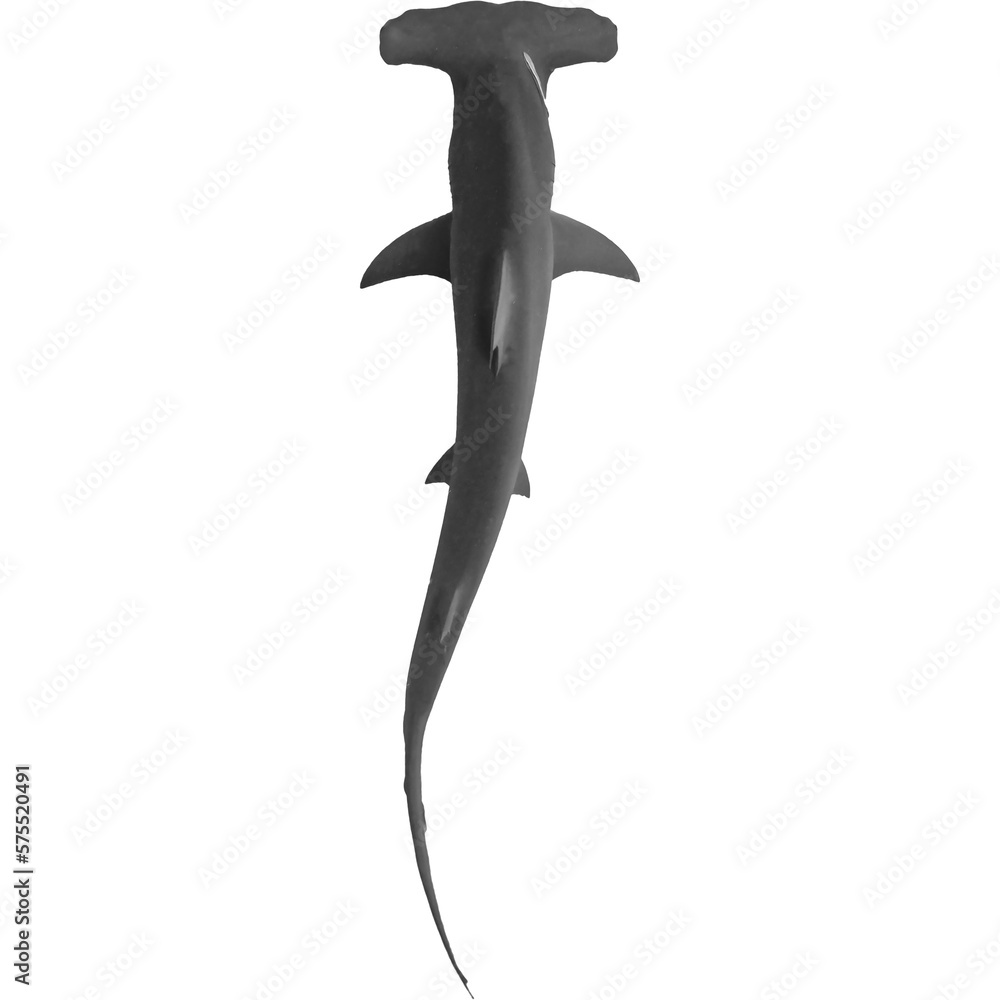 Hammer Head Shark Isolated in Transparent Background Stock