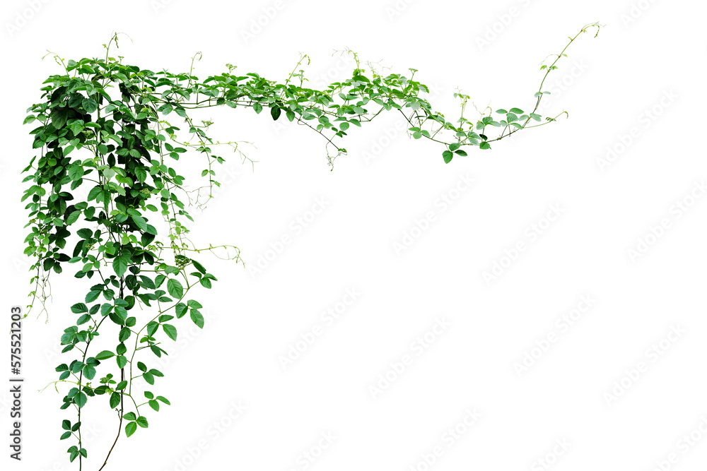 Bush grape or three-leaved wild vine cayratia (Cayratia trifolia) liana ivy plant bush, nature frame jungle border - obrazy, fototapety, plakaty 