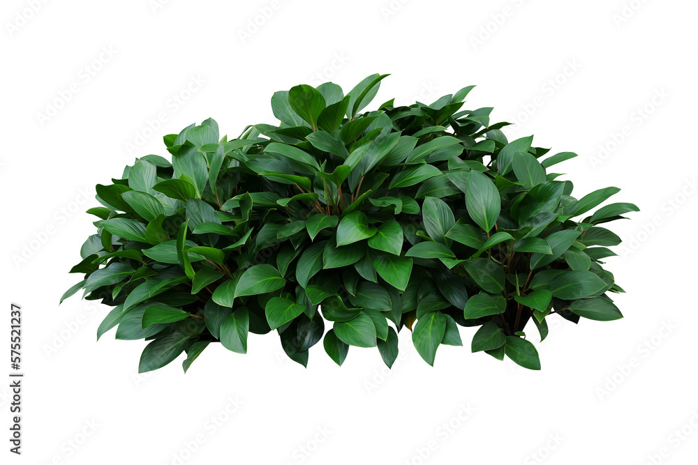Green leaves hosta plant bush, lush foliage tropic garden plant - obrazy, fototapety, plakaty 
