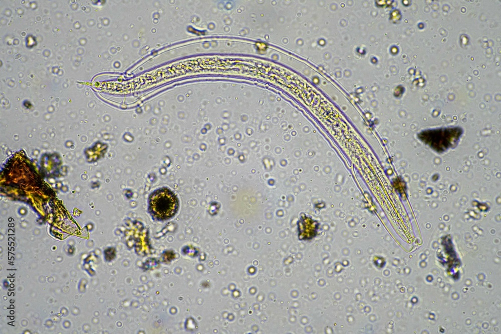 Photo & Art Print soil microorganisms including nematode ...