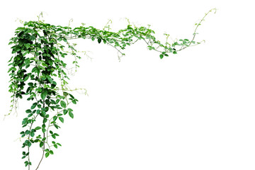 Bush grape or three-leaved wild vine cayratia (Cayratia trifolia) liana ivy plant bush, nature frame jungle border