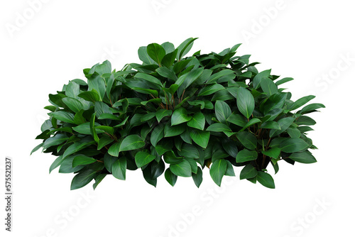 Green leaves hosta plant bush, lush foliage tropic garden plant