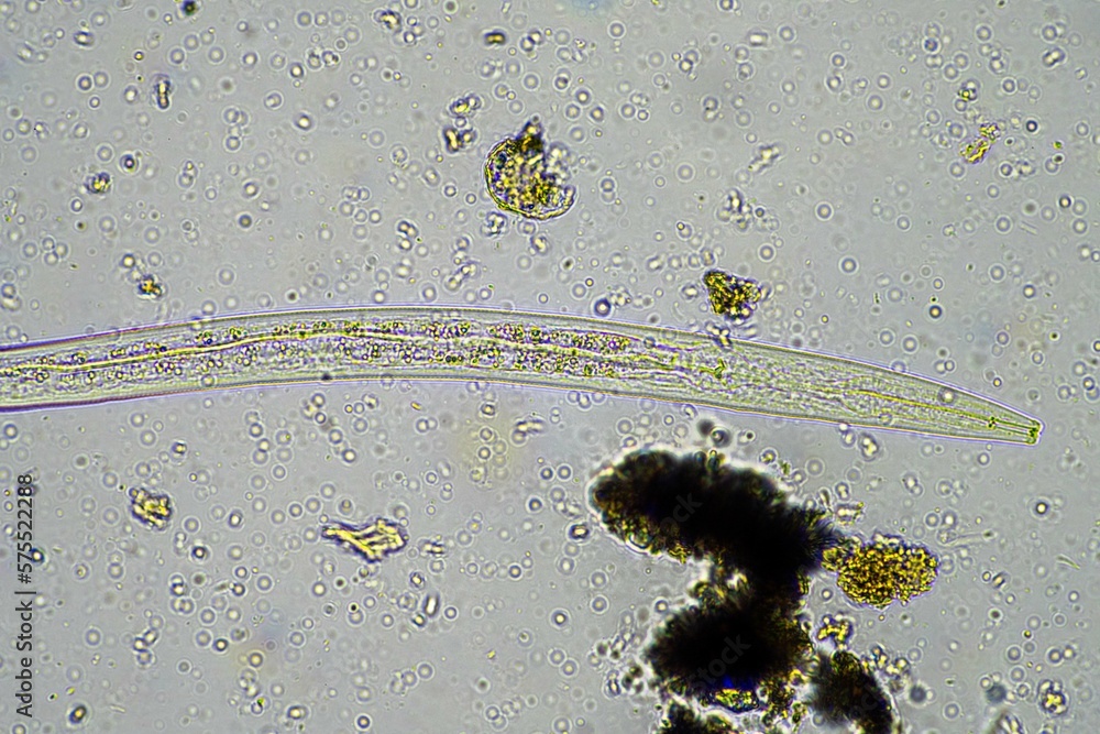 soil microorganisms including nematode, microarthropods, micro ...