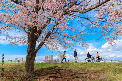 荒川赤羽桜堤緑地の桜の木と散歩する人々 © yuuki