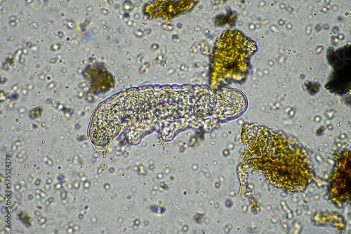 Foto soil microorganisms including microarthropods, micro arthropod, tardigrade, and rotifers a soil sample, soil fungus and bacteria on a regenerative farm in compost
