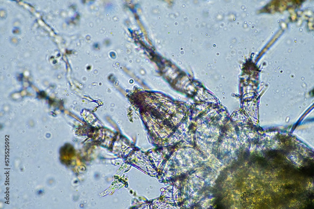 soil microorganisms including nematode, microarthropods, micro ...
