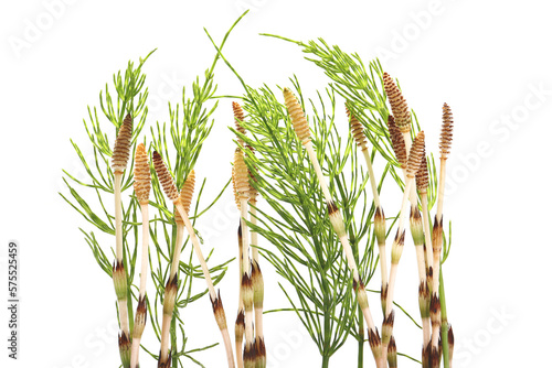 Фотография horsetail isolated on a white background