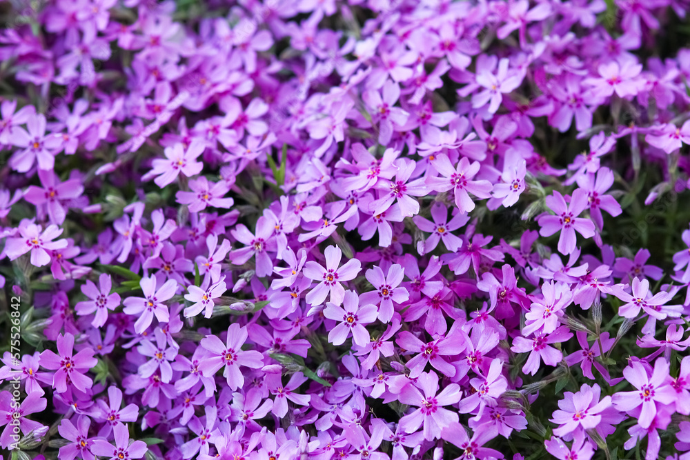 Beautiful flowers in the park on nature background