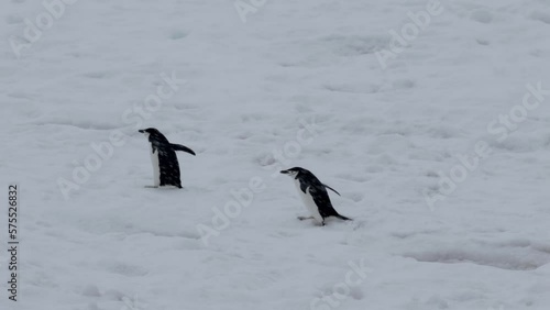 penguins walking in the snow, Antarctica, 2023
Chinstrap penguins wildlife in Antarctica, February 2023 
 photo