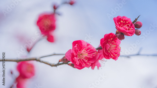 梅の花　綾部山梅林