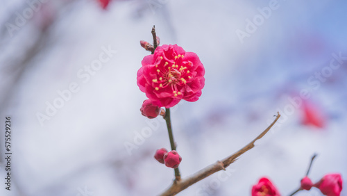 梅の花　綾部山梅林