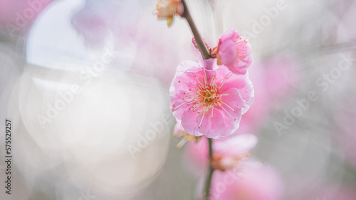 梅の花　綾部山梅林