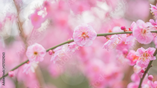 梅の花　綾部山梅林