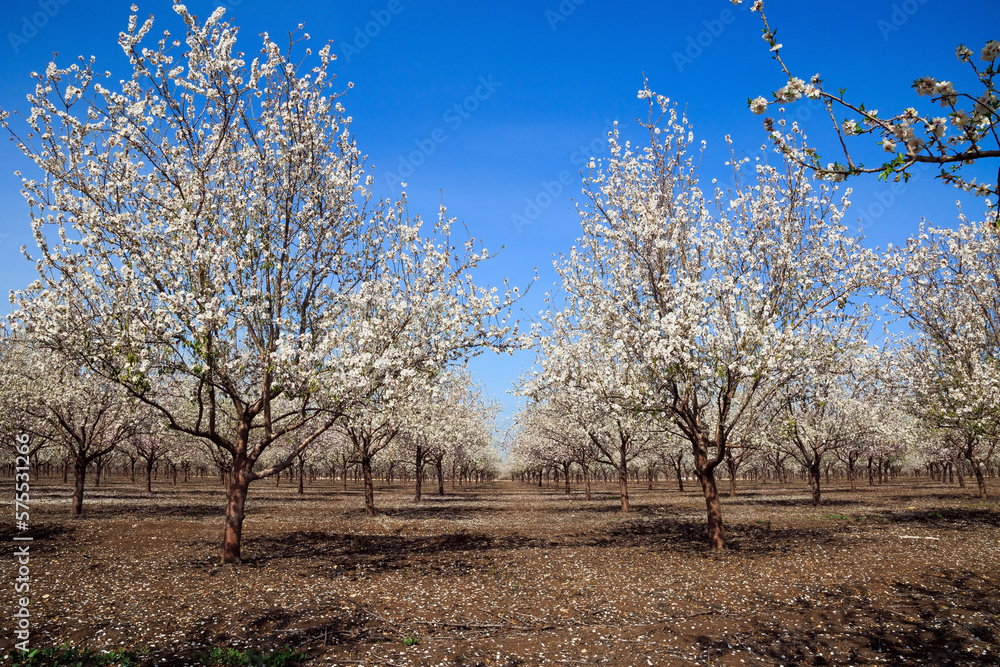 White and pink flowering almond White and pink flowering almond