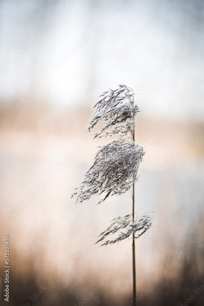 Fototapeta premium Gras im Wind 