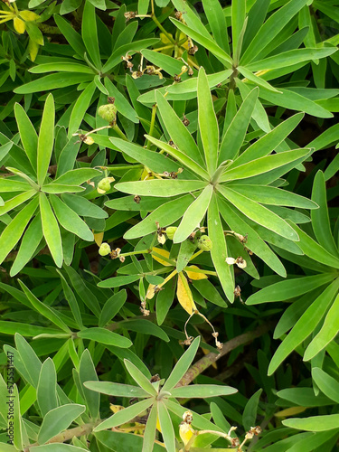 Close-up de planta con hojas puntiagudas