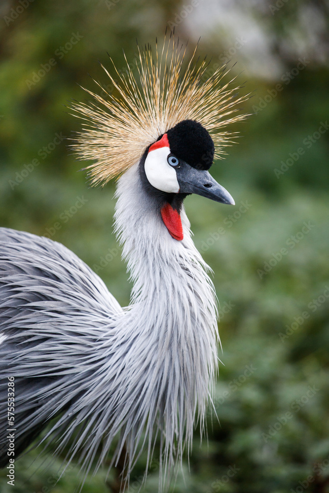Fototapeta premium Crowned crane balearica regulorum.Portrait of gray crowns. A beautiful bird with a forelock. African crowned crane. Kavirondo Crane. Golden crested crane.
