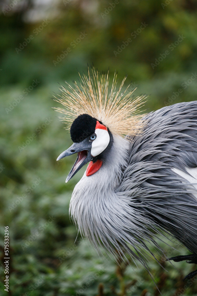 Fototapeta premium Crowned crane balearica regulorum.Portrait of gray crowns. A beautiful bird with a forelock. African crowned crane. Kavirondo Crane. Golden crested crane.