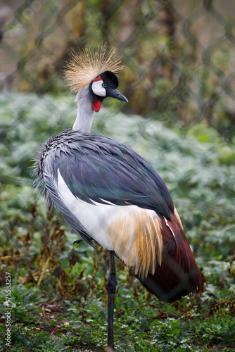 Crowned crane balearica regulorum.Portrait of gray crowns. A beautiful bird with a forelock. African crowned crane. Kavirondo Crane. Golden crested crane. photo