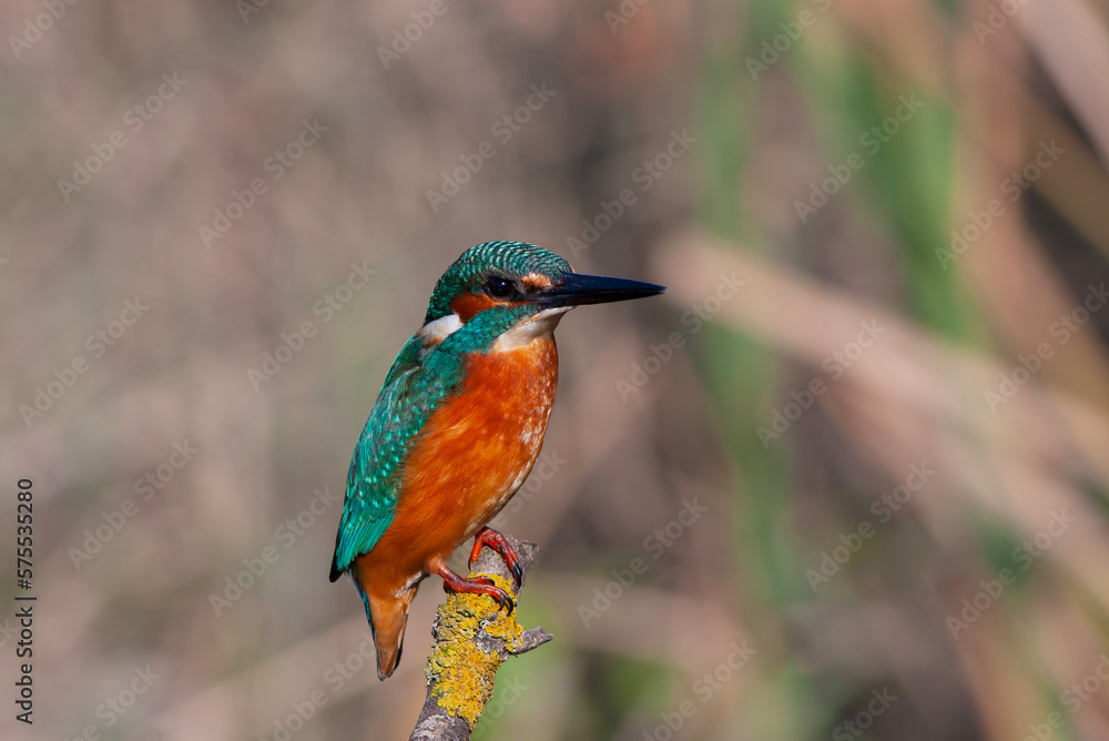colorful bird spying on its prey on dry branch,Common Kingfisher, Alcedo atthis colorful bird spying on its prey on dry branch,Common Kingfisher, Alcedo atthis