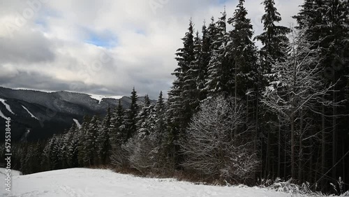 Wallpaper Mural Pine trees covered with snow on frosty day. Beautiful winter panorama Torontodigital.ca
