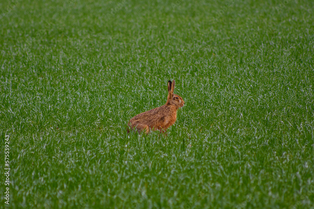 Obraz premium Lièvre