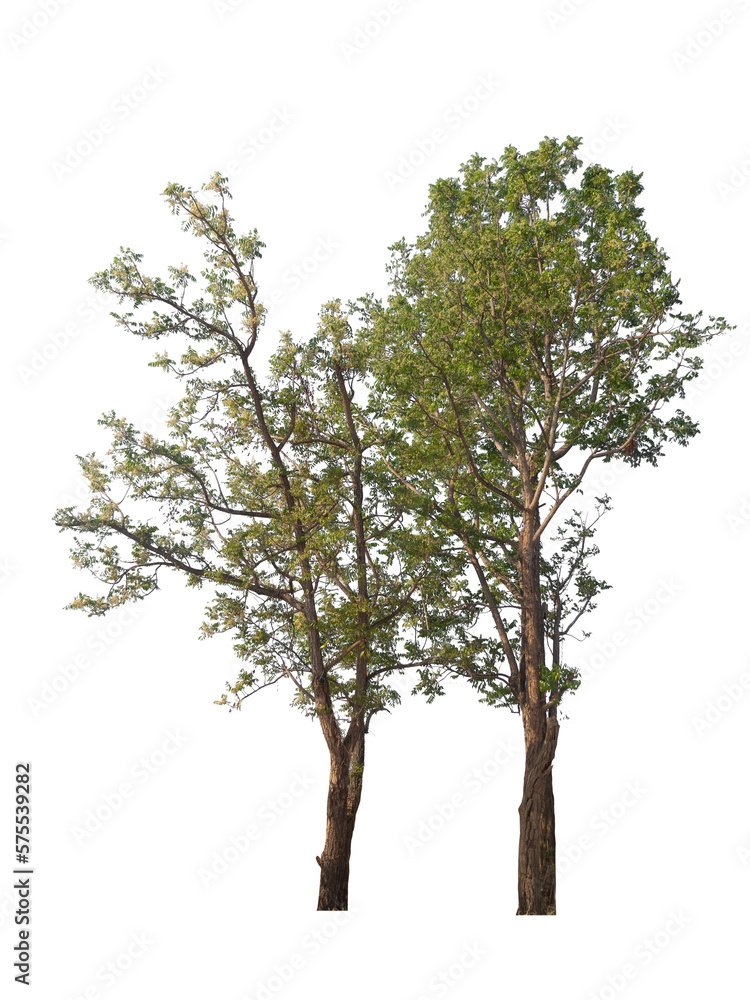 PNG tree with removed original background for easy to drag and drop in new project PNG tree with removed original background for easy to drag and drop in new project